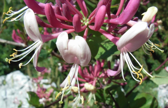 Lonicera etrusca / Caprifoglio etrusco